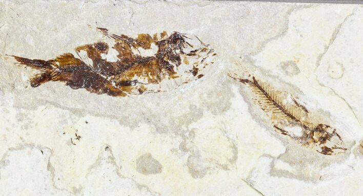 Two Cretaceous Fossil Fish (Armigatus) - Lebanon #111689